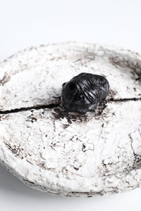 Trilobita Plate